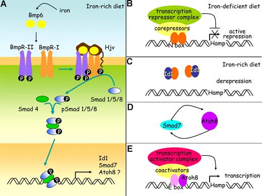 Figure 5. A working model for hepcidin regulation by iron in the mouse. (A) Bmp6, whose expression is induced by iron, binds to type I and II receptors and to the coreceptor, hemojuvelin (Hjv). The constitutively active kinase domains of type II receptors phosphorylate type I receptors, and this in turn activates the Smad signaling pathway through phosphorylation of receptor Smads (Smad1, Smad5, and Smad8). These associate with co-Smads (Smad4) to form a heteromeric complex that translocates to the nucleus and stimulates the expression of a wide range of target genes, including the genes coding for Id1, Smad7, and possibly also Atoh8. Hypothetical roles for Id1, Smad7, and Atoh8 are presented on panels B through E. (B) When dietary iron availability is low, hepcidin transcription is repressed by specific basic-loop-helix (bHLH) repressors. (C) When the diet iron content increases, inhibitor of differentiation proteins Id1 are synthesized. These are known to associate with bHLH proteins and prevent them from binding DNA. By sequestering the bHLH repressors, Id1 proteins may stop them from achieving their inhibiting functions on the hepcidin promoter. (D) Iron overload also increases Smad 7, which could enhance Atoh8 activity as it does for another bHLH transcription activator, MyoD. (E) The hepcidin promoter contains several E-boxes known to interact with bHLH transcription factors and further investigation will determine whether Atoh8 binds to and activates the hepcidin promoter.