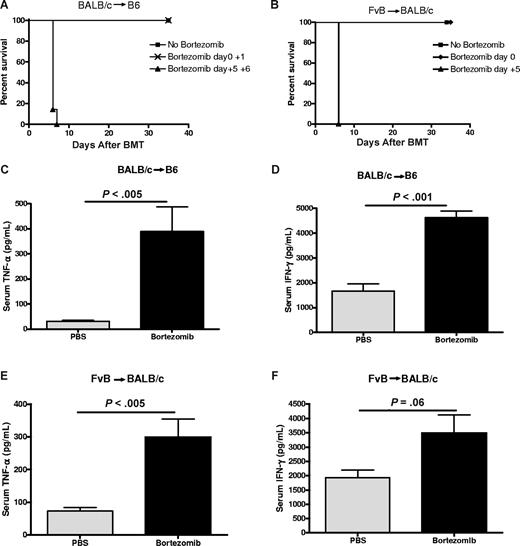 Figure 2. Delayed administration of bortezomib results in lethal toxicity in murine models of GVHD. (A) B6 (H2b) recipients of 15 million BALB/c (H2d) BMCs and 12 million spleen cells (SCs) were treated with or without 15 μg bortezomib per dose on days 0 to 1 or 5 to 6 after BMT (n = 6-7 mice/group). Representative data from 1 of 2 independent experiments are shown. (B) BALB/c (H2d) recipients of 10 million FvB (H2q) BMCs and 2 million SCs were treated with or without 7.5 μg bortezomib per dose on days 0 or 5 after BMT. Representative data from 1 of 2 independent experiments are shown. (C,D) B6 (H2b) recipients underwent transplantation and were treated with bortezomib on day + 5 after BMT as described in panel A. Serum was collected 12 hours after bortezomib administration and analyzed for TNFα and IFNγ levels (n = 3-8 mice/group). Representative data from 1 of 2 independent experiments are shown. Results are shown as means plus or minus SEM. (E,F) BALB/c (H2d) recipients of 10 million FvB (H2q) BMCs and 2 million SCs were treated with or without 7.5 μg bortezomib on day 5 after BMT. Serum was collected 12 hours after bortezomib administration and analyzed for TNFα and IFNγ levels (n = 5 mice/group). Results are shown as means plus or minus SEM. Representative data from 1 of 2 independent experiments.