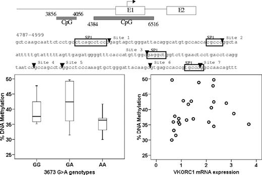 Figure 6. No correlation between CpG island methylation in the VKORC1 promoter region and −1639G>A genotype or VKORC1 mRNA expression. The horizontal line represents the median, the box the 25th percentile, and the whiskers the 75th percentile.