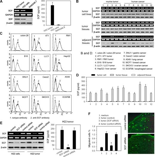 Figure 2. Tumor cell–derived SCF is responsible for the infiltration of mast cells into tumor. (A) Assay of SCF expression in H22 tumor or tumor cells. SCF expression was detected by RT-PCR and Western blot, respectively. SCF in the supernatants of the cultured tumor tissue or tumor cells was assayed by ELISA. Mouse monocyte system cell line RAW246.7 was used as the negative control. (B) Assay of SCF expression in tumor cells and tumor tissues. SCF expression in murine tumor cell lines and human tumor cell lines, corresponding murine tumor and specimens from human tumor, and normal tissue adjacent to tumor was detected by RT-PCR and Western blot, respectively. (C) SCF on the surface of different tumor cells was analyzed by flow cytometry. (D) Assay of soluble SCF produced by different tumors. Tumor cell lines, the corresponding tumor tissues, and the adjacent tissues around the tumor were cultured in vitro. SCF in the supernatants was detected by ELISA. (E) Silence of SCF expression in H22 tumor cells by SCF siRNA. SCF expression was detected by RT-PCR and Western blot, respectively. The soluble SCF released from tumor tissue was assayed by ELISA. (F) SCF-knockdown tumor cannot efficiently induce the migration of MCs. SCF-knockdown or control tumor tissues were used for transwell assay of MC migration (left). The infiltration of circulating MCs into SCF-knockdown or control tumor tissue (right) was analyzed using the same protocol as that in Figure 1B. *P < .05, compared with control tumor. Error bars represent SD.