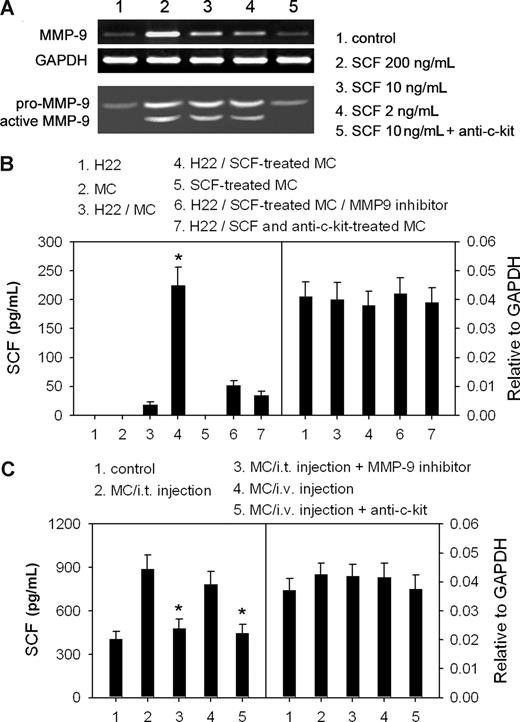 Figure 4. SCF-stimulated mast cells augment the release of SCF from tumor cells. (A) SCF stimulates the production of active MMP-9 by mast cells (MCs). BMMCs were cultured for 24 hours in the presence of different concentrations of SCF and anti–c-Kit (10 μg/mL). The production of MMP-9 was detected by RT-PCR and gelatin zymography. (B) MC-derived MMP-9 increased the release of SCF from H22 tumor cells. BMMCs were treated with 5 ng/mL of SCF for 4 hours in the absence or presence of 10 μg/mL anti–c-Kit antibody. H22 cells and SCF-treated BMMCs were cultured alone or in 2 chambers separated by semipermeable membrane. SCF in the supernatants was detected by ELISA (left). SCF mRNA was detected by real-time RT-PCR (right). *P < .05, compared with the H22/MC group. (C) Assay of SCF in tumor tissues. Tumor-bearing mice received the intraperitoneal injection of MMP-9 inhibitor and the intratumor (i.t.) injection of MCs, or received the intravenous (i.v.) injection of MCs with anti–c-Kit antibody. The tumor tissues were excised 48 hours after MC injection and cultured in vitro. SCF in the supernatants was detected by ELISA (left). The mRNA level of SCF in tumor tissues was detected by real-time RT-PCR (right). *P < .05, compared with the MC injection groups. Error bars represent SD.