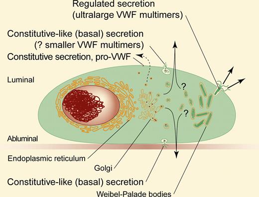 Depicted are the various pathways and modes of VWF secretion from endothelial cells. See text. Professional illustration by Paulette Dennis.