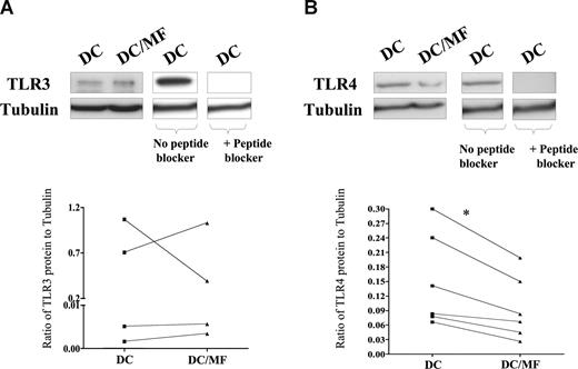 Figure 2. Live mf of B malayi down-regulate TLR4 protein expression. mhDCs were exposed to live mf for 72 hours. TLR3 (A) and TLR4 (B) expression using immunoblot analysis in 1 representative of 4 (for TLR3) and 1 representative of 6 (for TLR4) different donors. Graphs to the side of each blot demonstrate the ratio of TLR to tubulin for each of the 4 or 6 donors. *P = .03.