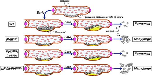 Figure 6. Model of thrombus development. The top row shows the initial accumulation of platelets at a site of injury in a vessel. Subsequent rows show early fibrin clot development on the left (at ∼20 seconds), later events (at ∼150 seconds) in the middle, and degree of embolization on the right in that vessel. From top to bottom, the rows are for WT, untreated and treated FVIIInull, and pFVIII/FVIIInull mice as indicated. WT mice rapidly develop a fibrin scaffold that leads to vigorous platelet plug growth and little embolization. Untreated FVIIInull mice barely develop a fibrin clot and any accumulated platelet plug is unstable and rapidly breaks off. Treated FVIIInull mice develop a spatially and temporally correct clot, but of a limited size so that platelet plug development remains limited, but embolization approaches that seen in WT mice. The pFVIII/FVIIInull mice develop a rapid fibrin clot at the base, but it may be spatially more upstream than normal. Furthermore the core and top of the clot remain deficient in available FVIII, and the developing platelet plug is not well scaffolded. Frequent and relative large emboli then occur.