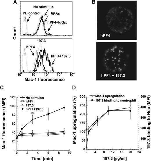 Figure 1. Costimulation with human PF4 (hPF4) and anti-PF4 mAb induces dose-dependent Mac-1 up-regulation. Human neutrophils were incubated with hPF4 in the presence or absence of 197.3 or IgG2b isotype control. Cell surface Mac-1 expression and 197.3 binding to cells was quantified in fixed samples using PE-conjugated anti–Mac-1 mAb and Alexa 488–conjugated goat anti–mouse F(ab′)2 IgG, respectively. (A) Mac-1 expression 9 minutes after addition of 2 μM hPF4, 10 μg/mL 197.3, 10 μg/mL IgG2b, or their combinations. PE control represents nonbinding IgG control. Costimulation with hPF4 and anti-PF4 resulted in enhanced Mac-1 expression. (B) In the top panel, neutrophils were incubated with 2 μM hPF4 for 9 minutes and fixed. PF4 distribution on fixed cells was determined by incubation with 197.3 followed by Alexa 488 F(ab′)2 goat anti–mouse IgG. In the bottom panel, neutrophils were incubated with 2 μM hPF4 and 10 μg/mL 197.3 prior to fixation. Fixed sample was then incubated with Alexa 488 F(ab′)2 goat anti–mouse IgG. Clustering of PF4 was observed in right panel only. (C) Time kinetics of Mac-1 surface expression following various treatments: no stimulus (○), 2 μM hPF4 alone (□), 10 μg/mL 197.3 alone (◇), and 2 μM hPF4 plus 10 μg/mL 197.3 costimulation (●). Absolute geometric mean fluorescence intensity (MFI) data are presented. Costimulation resulted in significant Mac-1 expression beyond 3 minutes (*P < .01). (D) In studies where 197.3 dose was varied and PF4 dose was fixed at 2 μM, Mac-1 expression (left axis) was observed to vary in proportion to 197.3 binding to neutrophils (right axis). Mac-1 up-regulation (%) represents percentage change in Mac-1 levels on neutrophils in treatment runs versus no-stimulus controls. Error bars represent SEM (n ≥ 3).
