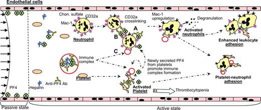 Figure 7. Potential role of activated neutrophils based on our and other published data. Region left of the dashed line shows the situation prior to heparin infusion. Here, PF4 is bound to the surface of vascular cells. Heparin infusion (right of the dashed line) results in PF4-heparin complexes in blood and immune response. Platelets and neutrophils may be activated via 3 modes based on results in this paper and other published data4,11,12: PF4–anti-PF4 complexes formed on platelet/neutrophil surface chondroitin sulfates may activate either the same cell (mode A) or an adjacent cell (mode B) via CD32a. In addition, PF4–heparin–anti-PF4 immune complexes formed in solution may ligate CD32a and trigger cell activation in both cells (mode C). Platelet activation results in release of α-granule content including PF4, amplification of cell activation processes, and thrombocytopenia. Neutrophil activation results in degranulation of secondary and tertiary granules and up-regulation of cell surface Mac-1. Newly expressed P-selectin on platelets and functionally active Mac-1 on neutrophils likely contribute to new adhesive interactions in the vasculature. These may include neutrophil-platelet adhesion, enhanced neutrophil-endothelial interactions, or neutrophil-neutrophil secondary interactions that amplify leukocyte-endothelial cell-binding events.
