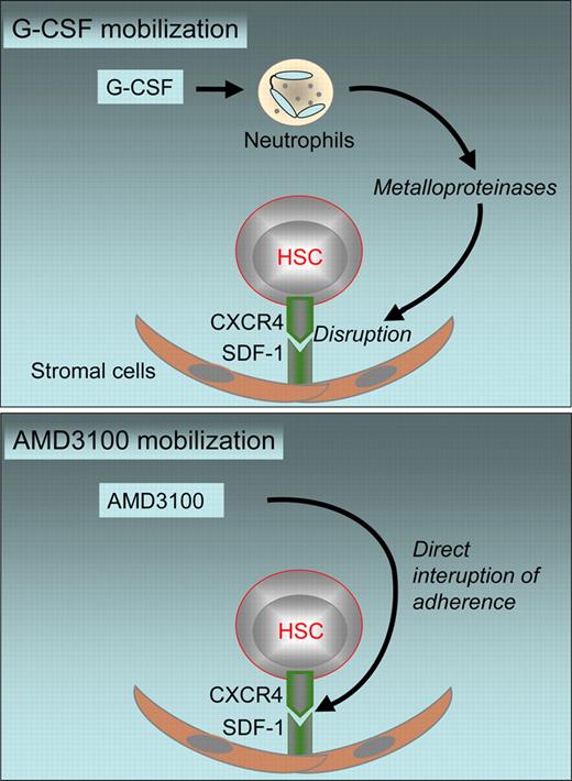 Mechanisms of HSC mobilization with G-CSF (top panel) and AMD3100 (bottom panel).