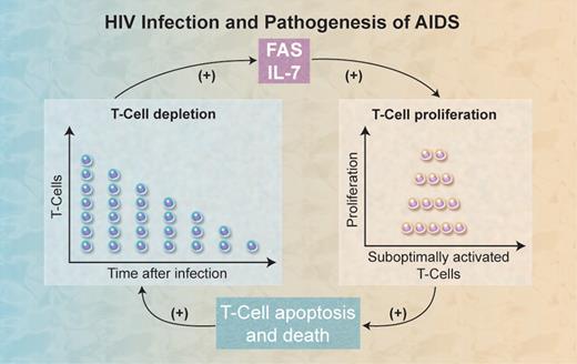 HIV infection is characterized by progressive T-cell depletion. T-cell depletion increases the production of both apoptosis stimulating fragment (FAS) and interleukin-7 (IL-7). As shown by Rethi et al, IL-7 synergizes with FAS to induce proliferation of suboptimally activated T cells. It is known that chronic hyperactivation/proliferation induces T-cell apoptosis and death, particularly of bystander cells. The whole process results in T-cell depletion, thus completing the HIV-AIDS pathogenesis cycle. Professional illustration by Alice Y. Chen.