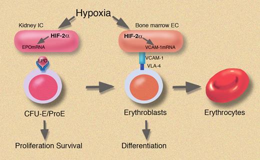 Hypoxia stimulates EPO production mainly in the adult kidneys and cell-cell contacts of erythroblasts and endothelial cells (ECs) in the bone marrow through hypoxia-induced accumulation of HIF-2α. Professional illustration by Marie Dauenheimer.