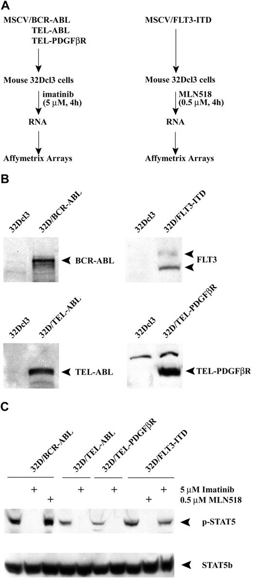Figure 1. Tyrosine kinase inhibitors specifically block the activity of oncogenic tyrosine kinases. (A) The experimental design to evaluate the common target genes of oncogenic tyrosine kinases by specific inhibitors (imatinib and MLN518) is shown schematically. (B) Western blot analysis of murine 32Dcl3 cells transduced with various oncogenic tyrosine kinases using c-Abl, FLT3, or PDGFβR antibodies. Untransduced 32Dcl3 cells were used as a negative control. (C) Western blot analysis of transduced 32Dcl3 cells treated with either imatinib or MLN518 using a Phospho-Stat5 (Tyr694; top panel) or Stat5b antibody (bottom panel). 32D/BCR-ABL cells treated with MLN518 or 32D/FLT3-ITD cells treated with imatinib were used as a negative control.