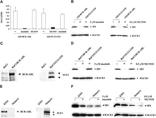 Figure 2. Expression of Id1 is specifically down-regulated by tyrosine kinase inhibitors. (A) Real-time quantitative RT-PCR analysis of transduced 32Dcl3 cells treated with either imatinib or MLN518 using Id1-specific primer. Results were normalized against the expression level of GAPDH. 32D/BCR-ABL cells treated with MLN518 or 32D/FLT3-ITD cells treated with imatinib were used as a negative control. (B) Western blot analysis of transduced 32Dcl3 cells treated with either imatinib or MLN518 using Id1 antibody. 32D/BCR-ABL cells treated with MLN518 or 32D/FLT3-ITD cells treated with imatinib were used as a negative control. The membrane was stripped and reblotted with a RACK1 antibody as a loading control. (C) Western blot analysis of murine BaF3 cells transduced with either BCR-ABL or FLT3-ITD using c-Abl or FLT3 antibody. Untransduced BaF3 cells were used as a negative control. (D) Western blot analysis of transduced BaF3 cells treated with either imatinib or MLN518 using Id1 antibody. BaF3/BCR-ABL cells treated with MLN518 or BaF3/FLT3-ITD treated with imatinib were used as a negative control. The membrane was stripped and reblotted with RACK1 antibody as loading control. (E) Western blot analysis of K562 cells and Molm-14 cells using c-Abl or FLT3 antibody. (F) Western blot analysis of K562 cells treated with imatinib or Molm-14 cells treated with MLN518 using Id1 antibody. K562 cells treated with MLN518 or Molm-14 cells treated with imatinib were used as a negative control. The membrane was stripped and reblotted with RACK1 antibody as loading control.