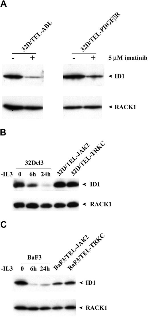 Figure 3. Expression of Id1 is up-regulated in other activated tyrosine kinases. (A) Western blot analysis of either BaF3/TEL-ABL or BaF3/TEL-PDGFβR cells treated with imatinib using Id1 antibody. The membrane was stripped and reblotted with RACK1 antibody as loading control. (B) Comparison of Id1 expression between parental 32Dcl3 cells deprived of IL3 for 6 or 24 hours and 32D/TEL-JAK2 or 32D/TEL-TRKC cells by Western blot analysis using Id1 antibody. The membrane was stripped and reblotted with RACK1 antibody as loading control. (C) Comparison of Id1 expression between parental BaF3 cells deprived of IL3 for 6 or 24 hours and BaF3/TEL-JAK2 or BaF3/TEL-TRKC cells by Western blot analysis using Id1 antibody. The membrane was stripped and reblotted with RACK1 antibody as loading control.