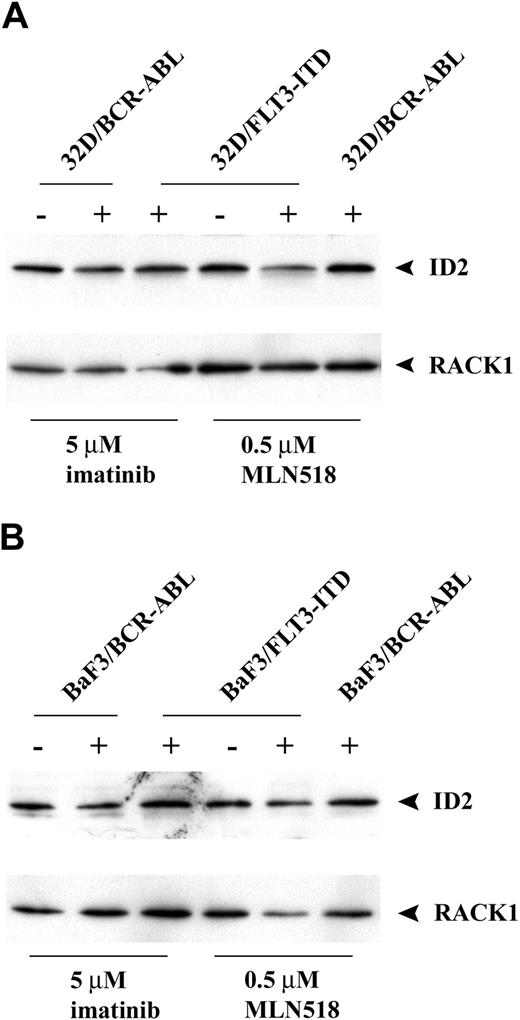 Figure 4. Treatment of tyrosine kinase inhibitors on expression of Id2. (A) Western blot analysis of transduced 32Dcl3 cells treated with either imatinib or MLN518 using Id2 antibody. 32D/BCR-ABL cells treated with MLN518 or 32D/FLT3-ITD cells treated with imatinib were used as a negative control. The membrane was stripped and reblotted with RACK1 antibody as loading control. (B) Western blot analysis of transduced BaF3 cells treated with either imatinib or MLN518 using Id2 antibody. BaF3/BCR-ABL cells treated with MLN518 or BaF3/FLT3-ITD treated with imatinib were used as a negative control. The membrane was stripped and reblotted with RACK1 antibody as loading control.