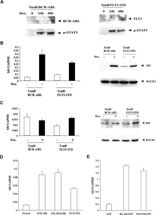 Figure 5. Id1 expression is increased after inducible expression of either BCR-ABL or FLT3-ITD. (A) TonB/BCR-ABL or TonB/FLT3-ITD cells were deprived of IL-3 for 15 hours before adding doxycycline (2 μg/mL). Whole cell lysates were harvested at the time point indicated and analyzed by Western blot using either c-Abl or FLT3 antibody (top panel). The membranes were reblotted with a Phospho-Stat5 (Tyr694) antibody (bottom panel). (B) Total RNA and whole cell lysates were harvested at 48 hours after addition of doxycycline (2 μg/mL). Real-time quantitative RT-PCR analysis of Id1 expression in inducible cell lines using Id1 specific primers (left). The results were normalized against the expression level of GAPDH. The corresponding Western blot analysis using Id1 antibody is listed on the right. The membrane was stripped and reblotted with RACK1 antibody as loading controls. (C) Total RNA and whole cell lysates were harvested at 48 hours after addition of doxycycline (2 μg/mL). Real-time quantitative RT-PCR analysis of Id2 expression in inducible cell lines using Id2 specific primers (left). The results were normalized against the expression level of GAPDH. The corresponding Western blot analysis using Id2 antibody is listed on the right. The membrane was stripped and reblotted with RACK1 antibody as loading control. (D) Total RNA was isolated from spleens of mice that developed myeloproliferative disease. Real-time quantitative RT-PCR was performed using Id1-specific primers. The results were normalized against the expression level of GAPDH. Total RNA from normal spleen was used as a negative control. (E) Total RNA was isolated from FACS-sorted GFP-positive primary murine bone marrow cells transduced with retroviral vectors coexpressing GFP alone, or GFP with either BCR-ABL or FLT3-ITD.