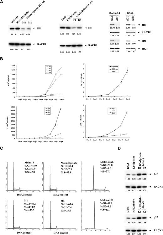 Figure 6. Effect of Id1 down-regulation on the growth of human leukemia cell lines. (A) Id1 expression in Molm-14 and K562 cells by Western blot analysis. The protein level of Id1 in stable antisense transfectant clones or transient si-RNA Id1 transfectant was expressed relative to that of parental cells by densitometry analysis. The membrane was stripped and reblotted with RACK1 antibody as loading controls, or reblotted with ID2 antibody as nonspecific controls. (B) Growth curve of Molm-14 and K562 cells measured by CellTiter 96 Aqueous One Solution Cell Proliferation Assay. Note that M1, M2 and Molm14-siId1 inhibit growth of Molm-14 cells, K1, K2, and K562-siId1 inhibit growth of K562 cells. Results shown are representative of 3 independent experiments. (C) Cell-cycle analysis of Molm-14 cells. Note that M1, M2, and Molm14-siId1 showed an increase in the G1 population. Representative experiments are shown here. (D) Western blot analysis of Molm-14 and K562 cells using p27Kip1 antibody. There is an approximately 2- to 3-fold increase of p27Kip1 protein in antisense transfectant clones, compared with parental cells or cells transduced with pBabe empty vector. The membrane was stripped and reblotted with RACK1 antibody as loading control.