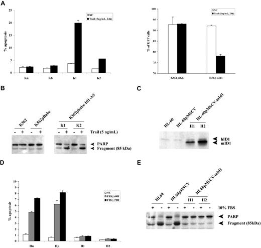 Figure 7. Expression of Id1 protects leukemia cells from apoptosis. (A) Induction of apoptosis in K562 cells by Trail (5 ng/mL). Cells that exhibited annexin V staining were considered to be apoptotic. Percentage of GFP positive cells were shown in cells transiently transduced with lentiviral vectors coexpressing GFP and either siRNA-GL or siRNA-Id1. Results were derived from 2 independent experiments. (B) Western blot analysis of K562 cells using PARP antibody. An increased amount of 85-kDa fragment of PARP was observed in K1 and K2, compared with parental K562 cells or cells transduced with pBabe empty vector. (C) ID1 expression in HL60 cells by Western blot analysis. Note that ID1-transfected cells (H1 and H2) showed a significant increase in Id1 expression. (D) Induction of apoptosis in HL60 cells by serum starvation. Cells that displayed annexin V staining were considered to be apoptotic. Representative experiments are shown here. (E) Western blot analysis of HL60 cells (serum-starved for 72 hours) using PARP antibody. An increased amount of 85-kDa fragment of PARP was observed in parental HL60 cells and cells transduced with MSCV empty vector, compared with H1 or H2.