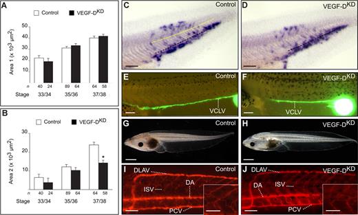 Figure 1. Lymph vessel development in the posterior trunk in xVEGF-D knockdown tadpoles is impaired moderately. (A,B) Morphometric measurement of area 1 (LEC commitment; A) and area 2 (migration; B) in xProx1-stained tadpoles at the indicated stage after morpholino knockdown of xVEGF-D (75 ng morpholino). *P < .05 versus control. The number of tadpoles (n) is indicated. Error bars represent SEM. (C,D) Whole-mount xProx1 in situ hybridization of stage-37/38 tadpoles, revealing the presence of abundant xProx1+ LECs in area 1 but fewer cells in area 2 in the posterior trunk in VEGF-DKD (D) than in control (C) tadpoles. Black dashed line indicates dorsal margin of the endoderm; yellow dashed line, floor plate of the neural tube. (E,F) Lymphangiography in stage-45 control (E) or VEGF-DKD tadpoles (F), revealing normal filling of the VCLV. (G,H) Normal appearance of VEGF-DKD tadpoles at stage 45 (H), comparable with control (G). (I,J) Angiography in stage-45 control (I) and VEGF-DKD tadpoles (J), revealing normal blood vessel development. The insets in panels I and J represent larger magnifications, showing that the ISVs in the VEGF-DKD tadpoles are intact and comparable with those of the control tadpole. DA indicates dorsal aorta; DLAV, dorsal longitudinal anastomosing vessel; ISV, intersomitic vessel; PCV, posterior cardinal vein; and VCLV, ventral caudal lymph vessel. Bars represent 250 μm (C-F), 1 mm (G,H), 100 μm (I,J) and 50 μm insets (I,J).