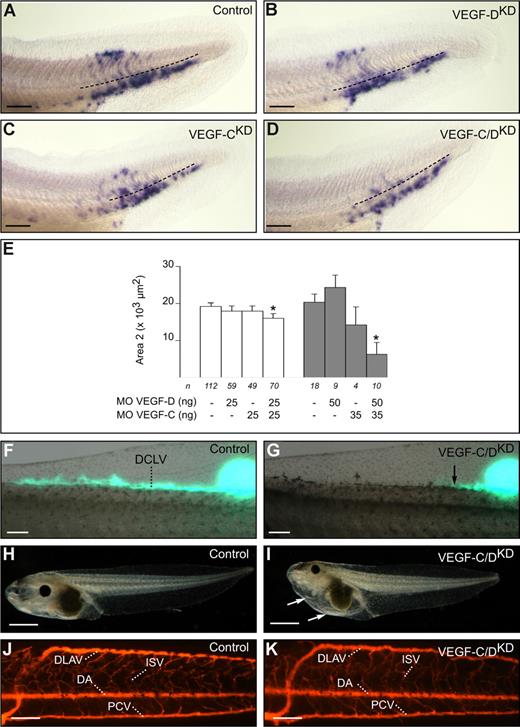 Figure 2. xVEGF-D and xVEGF-C coregulate lymph vessel development in the posterior trunk. (A-D) Whole-mount xProx1 in situ hybridization of stage-37/38 tadpoles. Single or simultaneous knockdown of xVEGF-D (50 ng morpholino) or of xVEGF-C (35 ng morpholino) did not affect lymphatic commitment (area 1). In contrast, the numbers and distance of migrating cells (area 2) in single xVEGF-D or xVEGF-C knockdowns were, respectively, normal (B) and partially reduced (C), but further reduced significantly in xVEGF-C/D double knockdowns (D). Black dashed line indicates dorsal margin of the endoderm. (E) Morphometric measurement of area 2 in xProx1-stained tadpoles at stage 37/38 using single and combined morpholino injection at the indicated concentrations. *P < .05 versus control. The number of tadpoles (n) is indicated. Error bars represent SEM. (F,G) Representative picture of lymphangiography of VEGF-C/DKD tadpoles showing failure of the DCLV to drain injected dye (G) as opposed to normal uptake and drainage in control tadpoles (F). The arrow in panel G indicates the distal site of DCLV filling. (H,I) Significant lymphedema in VEGF-C/DKD tadpoles (35 ng xVEGF-C/50 ng xVEGF-D morpholino) at stage 45 (I), in contrast to normal appearance of the controls (H). (J,K) Angiography of control (J) and VEGF-C/DKD tadpoles (K) showing normal appearance of the vasculature in a VEGF-C/DKD tadpole that displayed lymph vessel dysfunction (G). DA indicates dorsal aorta; DCLV, dorsal caudal lymph vessel; DLAV, dorsal longitudinal anastomosing vessel; ISV, intersomitic vessel; MO, morpholino; and PCV, posterior cardinal vein. Bars represent 250 μm (A-D), 100 μm (F,G,J,K), and 1 mm (H,I).