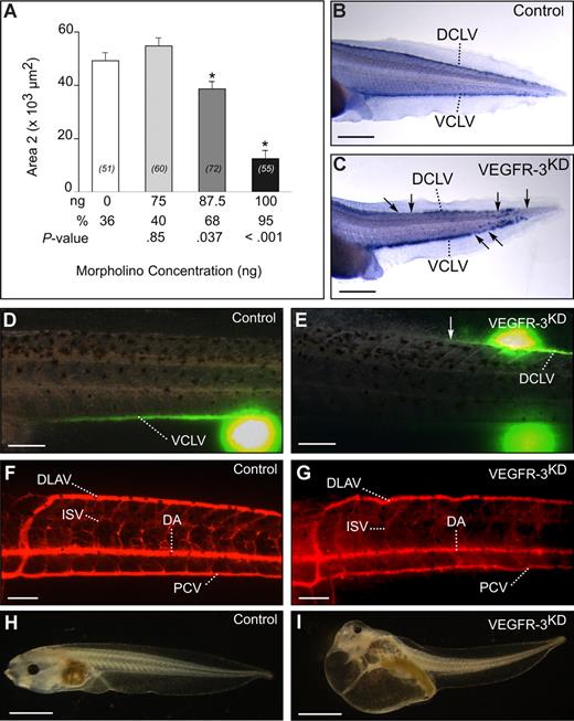 Figure 3. Morpholino knockdown of xVEGFR-3 causes lymphatic defects. (A) Morphometric measurement of area 2 in the posterior trunk of xProx1-stained tadpoles at stage 35/36, showing dose-dependent inhibition of migration after xVEGFR-3 knockdown. The number of tadpoles is indicated within each bar. *P < .05 versus control (control morpholino) for pairwise dose analysis. The percentage of tadpoles exhibiting a lower value of the morphometric parameter than the average value in the control group (a measure of the penetrance of the phenotype) and the P value of the chi-square analysis comparing this percentage with the control group are indicated below the bar graphs. Note that the phenotype as well as its penetrance increased dose-dependently. Error bars represent SEM. (B,C) Whole-mount in situ hybridization for xProx1 of stage-42 control or xVEGFR-3 knockdown tadpoles (100 ng morpholino), showing only fragmentary formation of the ventral (VCLV) and dorsal (DCLV) caudal lymph vessels in the VEGFR-3KD tadpoles (C) in contrast to completely formed VCLV and DCLV in the control (B). Arrows in panel C denote missing vessel segments. (D-I) Functionality of the lymphatic and blood vasculature in control and VEGFR-3KD tadpoles. (D,F,H) Normal filling of the VCLV in control tadpole (stage 45) upon lymphangiography (D), with normal appearance of the vasculature by angiography (F) and no signs of edema (H). (E,G,I) In contrast, VEGFR-3KD tadpoles at stage 45 showed dysfunctional lymph vessels upon lymphangiography, occasionally with reverse filling (E), and edema formation (I). Angiography revealed a normal overall architecture of the blood vasculature, however, the diffuse angiogram suggests vessel fragility (G). DA indicates dorsal aorta; DCLV, dorsal caudal lymph vessel; DLAV, dorsal longitudinal anastomosing vessel; ISV, intersomitic vessel; PCV, posterior cardinal vein; and VCLV, ventral caudal lymph vessel. Bars represent 500 μm (B,C), 100 μm (D-G), and 1 mm (H,I).