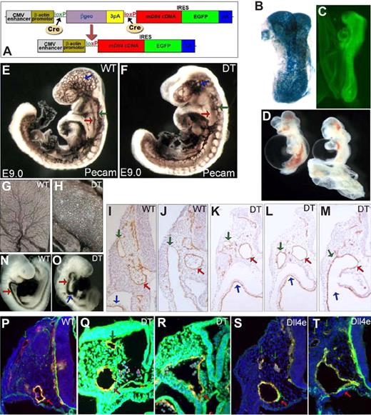 Figure 1. mDll4 overexpression causes major defects in the developing vascular system. (A) pZ/EG-mDll4 transgenesis vector and result of Cre recombination. (B) LacZ staining of a ZEG-Dll4 embryo at embryonic day 8.0 (E8.0). (C) EGFP expression in the double transgenic (DT) embryos at E8.5. (D) Haemorrhaging in the DT embryos at E9.0. Whole-mount PECAM1 immunostaining of E9.0 DT (E) and control (F) embryos. (F) DT embryo at E9.0 showing a hypertrophied dorsal aorta (red arrow), ramified ACV (green arrow), and an unbranched vascular plexus in the head region (blue arrow), relative to the control embryo (E). PECAM1 immunostaining of vitelline membranes from WT (G) and DT embryos (H) show a blockage in the angiogenic remodeling of the vitelline vasculature of mutant embryos. (I,J) Serial sections of an E9.5 WT embryo demonstrating the region where the ACV (green arrow) connects to the sinus venosus (blue arrow; K-M) Serial sections of a E9.5 DT embryo (anterior-posterior) showing a fusion between the aorta (red arrow) and the ACV (green arrow) just before its connection to the sinus venosus (blue arrow). In panel K the ACV consists of a plexus of small capillaries (green arrow) that join to form a single vessel with a large lumen just before its fusion with the dorsal aorta (M). Microangiography with India Ink injection confirmed the existence of functional connections between the DA and the ACV of DT embryos (O), with ink flowing directly from the aortae (red arrow) to the sinus venosus (blue arrow), in contrast to the regular flow of the control embryos (N). Endothelial-specific overexpression of mDll4 (Dll4e) causes the same vascular defects as observed in DT embryos. (P) Immunofluorescence with anti-PECAM1 and anti-Dll4 antibodies on WT embryo at E9.5. Immunofluorescence with anti-PECAM1 and anti-Dll4 antibodies on DT embryo (Q,R) and Dll4e embryos at E9.5 (S,T), confirming that Dll4 is ubiquitously expressed in DT embryos and that it is pan-endothelial in Dll4e embryos, while WT embryos show only Dll4 expression on the dorsal aortae (DA).