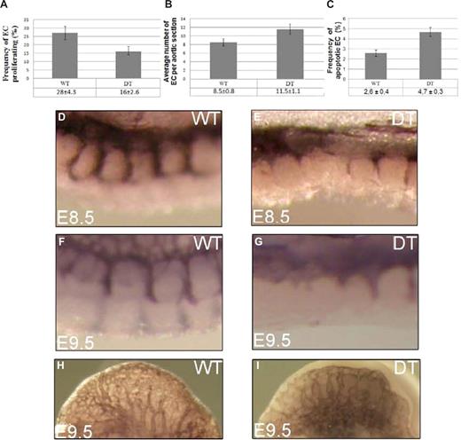 Figure 4. Proliferation of arterial ECs is decreased in DT embryos. (A) BrdU incorporation studies show 16% of ECs per aortic cross-section of DT embryo are proliferating, compared with 28% in WT embryos (P < .01). Number of ECs per aortic cross-section is increased in DT embryos. (B) In WT embryos there are on average 8.5 ECs per aortic cross-section, in DT embryos there are 11.5 ECs, representing a 35% increase (P < .01). Apoptosis of arterial ECs is increased in DT embryos. (C) In WT embryos, on average, 2.6% of arterial ECs are apoptotic, in DT embryos, on average, that frequency is 4.7%, representing a 80% increase in arterial endothelial apoptosis frequency (P < .01). Endothelial cell migration is delayed in DT embryos. Wholemount PECAM1 immunostaining of E8.5 and E9.5 WT and DT embryos. (D) WT embryo at E8.5. (E) DT embryo at E8.5 showing a delay in the migration of ECs from the DA to form the intersomitic blood vessels, relative to control embryo (D). (F) WT embryo at E8.5. (G) DT embryo at E9.5 showing a continued delay in the migration of ECs from the DA to form the intersomitic blood vessels, relative to control embryo (F). Angiogenic sprouting is reduced in DT embryos (H) Cephalic region of WT embryo at E9.5. (I) DT embryo at E9.5 showing a lowered number of new blood vessel sprouts in cephalic region, relative to control embryo.