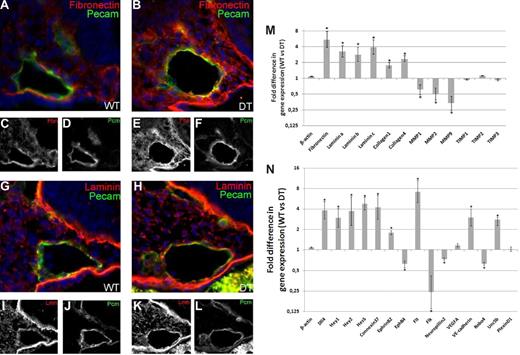 Figure 5. Extracellular matrix deposition around the dorsal aortae is increased in mDll4 overexpressing embryos: Immunofluorescence of cryosections from E8.5 DT and control embryos. (A,C,D) Fibronectin deposition around the dorsal aorta of a WT embryo. (B,E,F) DT embryo section showing increased amount of fibronectin surrounding the dorsal aorta, relative to control embryo. (G,I,J) Laminin deposition around the dorsal aorta of a WT embryo. (H,K,L) DT embryo section showing increased deposition of laminin surrounding the dorsal aorta, forming a more defined layer relative to the patchier deposition seen in the control embryo. Matrix protein coding genes expression is increased in mDll4 overexpressing embryos while matrix degrading enzymes coding genes are down-regulated. (M) RT-PCR results for Fibronectin, Laminin, Collagen-1, -4, MMP1, 2, 9 and TIMP1, 2, and 3 compared with WT and DT ECs. (N) Transcriptional analysis of mDll4 overexpressing embryonic ECs. Notch pathway genes (Hey1, Hey2, Hes5), arterial markers (Connexin37, EphrinB2), and cell-to-cell adhesion protein coding genes (VE-cadherin) are up-regulated as a consequence of Dll4 overexpression. Venous marker (EphB4) and VEGF receptors Flk1 and Neuropillin2 are down-regulated while Flt is up-regulated. VEGF-A expression, measured from whole embryo lysates, is not significantly altered in DT embryos. Robo4 is down-regulated, Unc5b is up-regulated and PlexinD1 is not significantly altered. Relative quantitative gene expression in DT embryos compared with WT (n = 3 per group). Values were normalized in relation to β-actin expression. *P < .01.