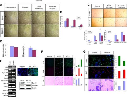 Figure 6. Dll4-FL inhibits EC migration. (A) HUVECs were transfected with expression vectors for Dll4-Fl or vector alone and sorted for transfected cells. Confluent cultures of HUVECs were scraped with a plastic Pasteur pipette to produce a 3-mm–wide cell-free zone in the monolayer. The ability of the cells to migrate and close the wound was assessed over 18 hours. Dll4-Fl inhibited the migration of ECs even in the presence of VEGF, while exogenous sDll4 abolished this inhibition. (B) Endothelial cell migration into the cell free zone was quantitated using Bioquant Image Analysis (mean ± SEM from triplicate wells in 2 repetition experiments). *P < .05 when Dll4-Fl is compared with vector alone treated either with VEGF or sDll4-His. Dll4-Fl inhibits tubule formation in vitro. Photomicrographs were taken with a Nikon Plan Fluor, 0.17, 4×/0.12 NA objective and 10× eyepiece and processed with Image-Pro Plus 6.0 (Media Cybernetics, Bethesda, MD). (C) HUVECs were transfected with expression vectors for Dll4-Fl or vector alone and sorted cells were cultured on standard Matrigel in growth factor–deficient conditions in triplicates in 2 independent experiments with either sDll4 or VEGF for 18 hours. Shown are representative pictures from triplicate wells repeated twice. Quantitative analysis for tube length and the number of junctions in various groups is presented. *P < .05 compared with no growth factor. (D) HUVECs transfected with Dll4-Fl or vector alone were evaluated for cell proliferation (left panel) after 72 hours. Apoptosis in serum-deprived conditions was measured after 24 hours, using annexin-V FITC (right panel). Dll4-Fl induces fibronectin and artery specific genes. (E) HUVECs were transfected with expression vectors for Dll4-Fl or vector alone and sorted for transfected cells. Dll4 expression in Dll4-Fl transfected and sorted cells was assessed using MabDll4-FITC. cDNA was analyzed by RT-PCR for the expression of various genes that are differentially regulated in venous and arterial ECs. GAPDH and β-actin expression was examined to document equal amount of cDNA in each group. Two independent experiments produced similar results. EphB4, EphrinB2 and β-actin protein levels were evaluated by immunoblotting (bottom right panel). sDll4 induces vessel response in murine Matrigel assay. (F) Matrigel lacking growth factor or impregnated with VEGF or VEGF + sDll4-His were injected subcutaneously into Balb/C nu/nu mice. After 6 days, plugs were removed and processed in paraffin. Individual sections were stained with H&E, and representative photographs at 20× magnification from triplicate plugs in 2 independent experiments are shown. Matrigel plugs were stained for PECAM/CD31, or SMA. Photomicrographs were taken with an Olympus BX51 microscope with an Olympus UPlan FL, 0.17 20×/0.5 NA dry objective mounted with a Retiga 2000R camera (QImaging, Burnaby, BC) and processed with Image-Pro Plus 6.0 (Media Cybernetics). Quantitation of CD31, SMA positive cells was as in Figure 3. (G) Dll4-Fl induces fewer vessels with increased SMA. 293T cells were transfected with expression vectors for Dll4-Fl or vector alone and sorted cells were implanted in standard Matrigel in growth factor–deficient conditions in triplicates in 2 independent experiments. After 6 days, plugs were removed and processed in paraffin. Individual sections were stained with H&E, and representative photographs at 20× magnification from triplicate plugs in 2 independent experiments are shown. Matrigel plugs were stained for PECAM/CD31, or SMA. Photomicrographs were taken with an Olympus BX51 microscope with an Olympus UPlan FL, 0.17 20×/0.5 NA dry objective mounted with a Retiga 2000R camera (QImaging) and processed with Image-Pro Plus 6.0 (Media Cybernetics). Quantitation of CD31, SMA-positive cells was as in Figure 3.