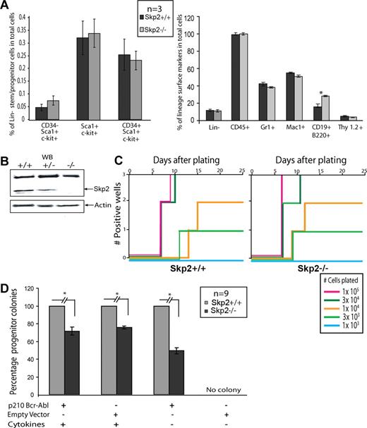 Figure 4. In vitro transformation of primary bone marrow cells by BCR-ABL in Skp2+/+ versus Skp2−/− bone marrow. (A) Flow cytometric analysis of non–5-FU-treated Skp2+/+ and Skp2−/− mice bone marrow cells for stem/multipotent progenitor population (left) and lineage surface markers (right). Significant differences (P < .05) are indicated by an asterisk. (B) Immunoblot showing Skp2 expression from bone marrow cells of Skp2+/+, Skp2+/−, and Skp2−/− littermates. Actin was used as a loading control. (C) Comparison of B-cell transformation by BCR-ABL between Skp2+/+ and Skp2−/− bone marrow cells. C57/BL6 bone marrow cells were transduced with p210BCR-ABL or empty vector retroviral supernatant and the indicated numbers of transduced viable cells were plated in Whitlock-Witte culture medium in triplicate on stromal cells (106 cells/well) derived from untransduced marrow. Wells were scored as positive when the numbers of viable nonadherent cells reached 106/well. No growth was observed in Skp2+/+ or Skp2−/− bone marrow cells transduced with empty vector retrovirus. Data shown here are representative of 3 independent experiments. (D) Comparison of myeloid colony formation between Skp2+/+ and Skp2−/− bone marrow cells. Bone marrow cells were transduced with p210BCR-ABL or empty vector retrovirus and plated in methylcellulose in the presence or absence of cytokines. The histogram shows the average percentage of remaining colonies for Skp2−/− marrow cells (considering Skp2+/+ as 100%) from triplicate assays from 3 independent experiments. The difference between Skp2+/+ and Skp2−/− mice is significant (P < .001). No colonies were recovered from cells transduced with empty vector and grown in the absence of cytokines. Mice used for in vitro assays are not treated with 5-FU. Error bars represent SE.