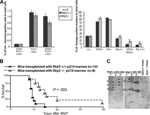 Figure 5. In vivo evidence for decreased leukemogenicity in Skp2−/− mice. (A) Flow cytometric analysis of 5-FU–treated Skp2+/+ and Skp2−/− mice bone marrow cells for stem/multipotent progenitor population (left) and lineage surface markers (right). Significant differences (P < .05) are indicated by an asterisk. Error bars represent SE. (B) Kaplan-Meier survival curve for mice transplanted with Skp2+/+ and Skp2−/− marrow transduced with p210BCR-ABL. The number of individual mice in each arm is indicated. Mice transplanted with Skp2−/− marrow survived significantly longer (P = .003). (C) Southern blot analysis for proviral integration from BCR-ABL or empty vector transduced Skp2+/+ and Skp2−/− mice. Genomic DNA from spleen tissue (15 μg) was digested with restriction enzyme BglII, resolved on a 1.5% agarose gel, and transferred to Hybond-N+ membrane. The blots were hybridized with a 32P-labeled GFP probe and exposed to autoradiography film.