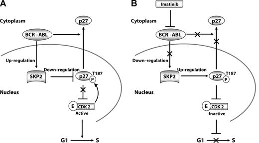 Figure 7. Schematic representation of SKP2-mediated regulation of p27 in BCR-ABL–positive cell lines. (A) BCR-ABL kinase activity induces expression of SKP2, which increases the activity of SCFSKP2, which in turn promotes p27 degradation. This releases CDK2 from p27 inhibition and stimulates cell-cycle progression in BCR-ABL positive cell lines. In primary cells, BCR-ABL additionally promotes cytoplasmic localization of p27. (B) Inhibition of BCR-ABL kinase activity by imatinib decreases SKP2 expression, which leads to accumulation of pT187p27, which restores inhibition of CDK2.