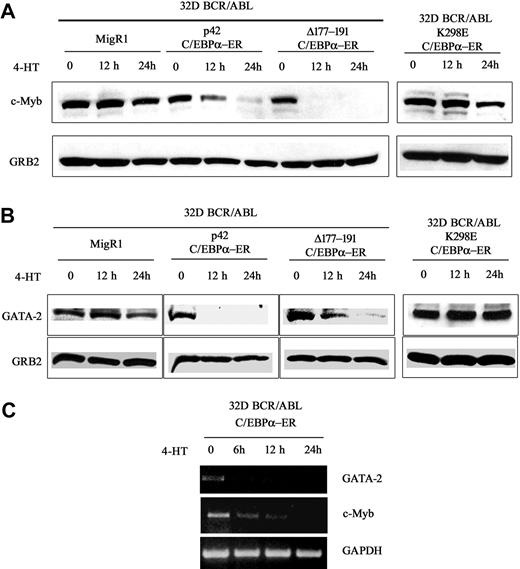 Figure 1. c-Myb and GATA-2 expression in 4-HT–treated 32D-BCR/ABL-C/EBPα-ER cells. Western blots (representative of 3 experiments) show c-Myb (A) and GATA-2 (B) expression in 4-HT–treated 32D-BCR/ABL cells expressing wild-type or mutant C/EBPα-ER. (C) RT-PCR amplification of c-Myb or GATA-2 pre-mRNA in 4-HT–treated 32D-BCR/ABL-C/EBPα-ER cells using pairs of intron 1 c-Myb– or GATA-2–specific primers. RT-PCR amplification of pre-GAPDH RNA was used as control. Representative of 4 different experiments.
