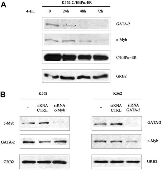 Figure 2. c-Myb and GATA-2 expression in 4-HT/siRNA-treated parental or C/EBPα-ER–expressing K562 cells. (A) Western blots show c-Myb and GATA-2 expression in 4-HT–treated wild-type C/EBPα-ER–expressing K562 cells. (B) Western blots show c-Myb or GATA-2 levels in K562 cells transfected with c-Myb or GATA-2 siRNAs. Data are representative of 3 experiments.
