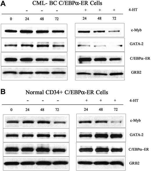 Figure 3. c-Myb and GATA-2 expression in 4-HT–treated C/EBPα-ER–transduced normal and CML-BC CD34+ cells. Western blots show c-Myb and GATA-2 levels and in normal CD34+ cells (A) and in CML-BC CD34-enriched (80%) cells (B). Expression of C/EBPα-ER and GRB2 was also assessed as control. Data are representative of 2 experiments. CD34+ normal cells were from 2 donors.