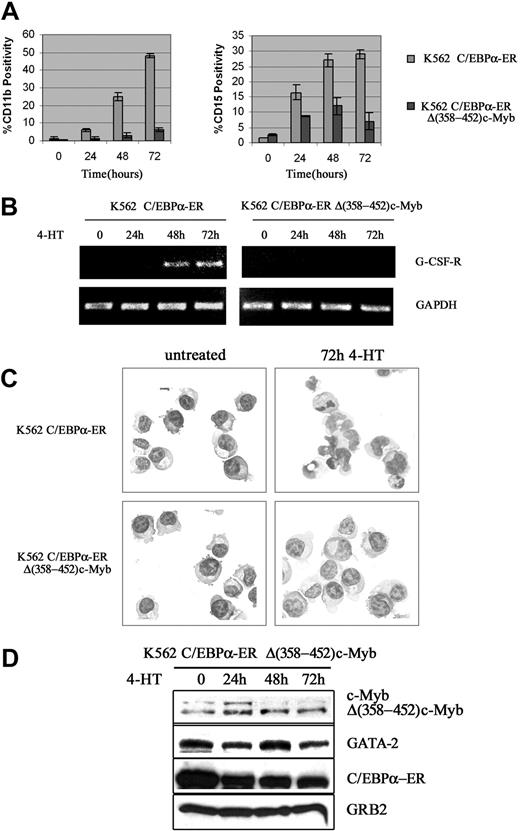 Figure 4. Effect of ectopic c-Myb expression on C/EBPα-induced differentiation of K562 cells. CD11b and CD15 levels (A); G-CSFR mRNA levels (B); morphology (C); and protein levels (D) in 4-HT–treated K562 cells. Data are representative of 3 experiments.