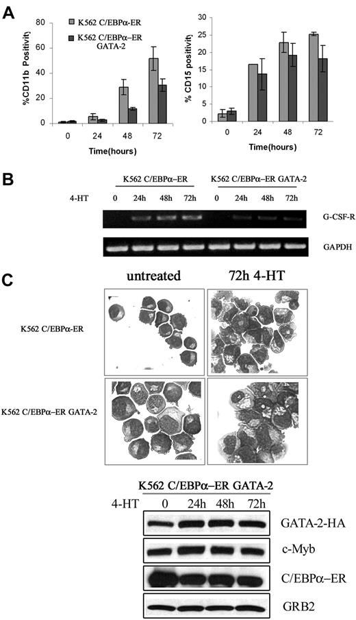 Figure 5. Effect of ectopic GATA-2 expression on C/EBPα-induced differentiation of K562 cells. CD11b and CD15 levels (mean plus SD); G-CSFR mRNA levels (B); morphology (C); and protein levels (D) of 4-HT–treated K562-C/EBPα-ER cells; representative of 3 different experiments.