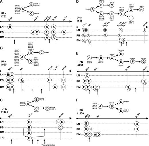 Figure 5. Genealogic trees. Subclones were identified by sequence alignments and by comparisons between biologic samples. Genealogic trees were then constructed (top panels, where nucleotide changes are given for each clone). Dominant subclones were identified in all samples (bottom panels). For each sample, the biologic type (LN indicates lymph node; PB, peripheral blood; BM, bone marrow; PF, peritoneal fluid; and TR, autologous transplant) and time from diagnosis are indicated. For all patients, the first vertical bar corresponds to diagnosis. When different subclones coexist, minor subclones are presented as small circles. Treatments are indicated by arrows. For patient no. 1131, transplanted cells (TR) were obtained before the first relapse, as indicated by arrows.