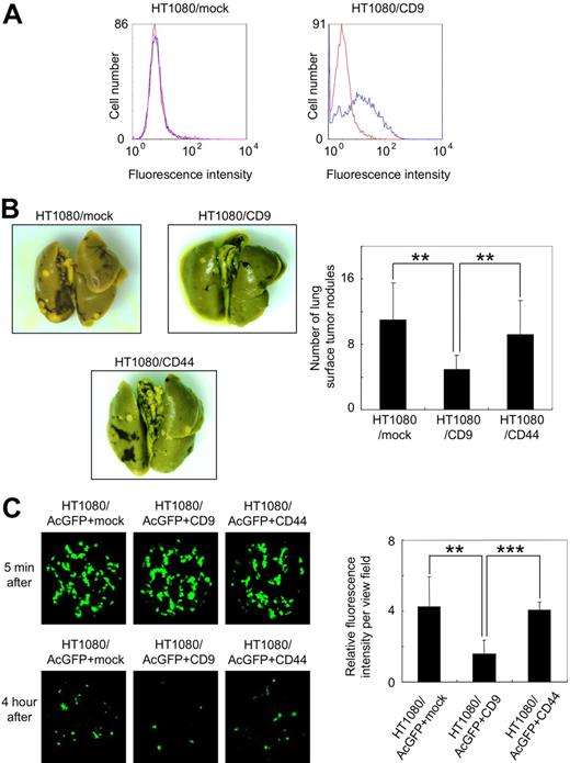 Figure 1. Ectopic expression of CD9 suppressed pulmonary metastasis and lung retention of HT1080 cells. (A) Stably transfected polyclonal HT1080/mock (left panel) and HT1080/CD9 (right panel) cells were treated with a control mouse IgG (red line) or an anti-CD9 antibody (blue line). After incubation with Oregon Green 488–conjugated second antibody, CD9 expression was estimated by flow cytometer. (B) HT1080/mock, HT1080/CD9, and HT1080/CD44 cells were intravenously injected into C.B-17/Icr-scid mice (n = 10). At 28 days after tumor inoculation, lung surface nodules were counted. Representative pictures of the lungs (left panels) and detailed numbers of the lung metastasis nodules in each mouse (right panel) are shown. Data are means plus or minus SD. **P < .005 by Student t test. (C) Stably transfected polyclonal HT1080/AcGFP+mock, HT1080/AcGFP+CD9, and HT1080/AcGFP+CD44 cells were intravenously injected into BALB/c-nu/nu mice (n = 6). After 5 minutes or 4 hours, the lungs were extirpated. The fluorescence was visualized using an IV100 imaging system, and the fluorescence area was quantitated. Representative pictures of the lungs (left panels) and detailed fluorescence area (right panels) are shown. Data are means plus or minus SD. **P < .005; ***P < .001 using the Student t test.
