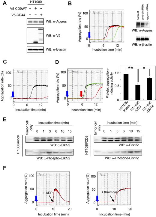 Figure 3. Effect of CD9 expression on Aggrus-induced platelet aggregation. (A) HT1080 cells that had been stably transfected with expression vector encoding nothing, V5-tagged CD9, or V5-tagged CD44 were lysed and immunoblotted with antibodies to Aggrus, V5 tag, or β-actin. (B) HT1080 cells that had been transfected with nothing (black line), control siRNA (red line), or aggrus-specific siRNA (green line) were incubated with mouse PRP. Then, light transmittance was monitored for 15 minutes. The blue arrow indicates when cells are added. Aggrus expression level in each sample was estimated by Western blot analysis with an antibody to Aggrus or β-actin (right panels). (C) HT1080 cells were preincubated with control rat IgG (black line) or rat anti-Aggrus antibody (red line). Then, the reactions were incubated with mouse PRP. Light transmittance was monitored for 15 minutes. (D) Stably transfected polyclonal HT1080/mock (black line), HT1080/CD9 (red line), and HT1080/CD44 (green line) were incubated with mouse platelet-rich plasma. Then, light transmittance was monitored for 15 minutes (left panel). The blue arrow indicates when cells are added; red arrow, when platelet aggregation begins. Platelet aggregation–inducing activity was calculated using the following formula: platelet aggregation-inducing activity = 1 / A, where A is the time from reaction-starting point to maximum value point. Each point represents a mean plus or minus SD of triplicate experiments. *P < .05; **P < .005 using the Student t test. (E) Stably transfected polyclonal HT1080/mock and HT1080/CD9 cells were added to platelets, and reactions were terminated by the addition of 2 × lysis buffer after indicated times. The lysates were electrophoresed and immunoblotted with an antibody to Erk1/2 and phospho-Erk1/2. (F) CHO cells were transiently transfected with a CD9-expressing vector (CHO/CD9; red line) or an empty vector (CHO/mock; black line). Mouse PRP was preincubated with CHO/mock or CHO/CD9 for 10 minutes. Then, 10 μL of ADP (40 μM in PBS; left panel) or thrombin (50 U/mL in PBS; right panel) was added to the reactions.