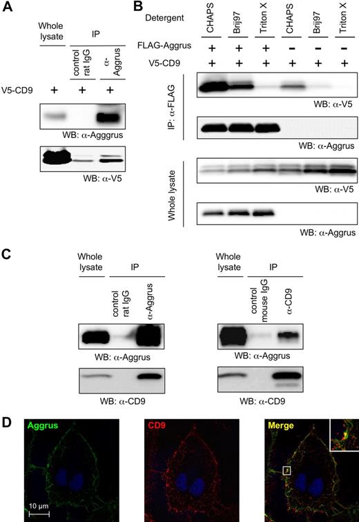 Figure 4. Interaction between CD9 and Aggrus. (A) HT1080 cells were stably transfected with V5-tagged, CD9-encoding vector (HT1080/CD9). Then, endogenous Aggrus was immunoprecipitated with an anti-Aggrus antibody in buffer containing 1% CHAPS. Exogenous CD9 was coimmunoprecipitated with the anti-Aggrus antibody. (B) CHO cells were transfected with expression plasmids encoding FLAG-tagged Aggrus and V5-tagged CD9. Then, the cells were solubilized with buffer containing 1% CHAPS, Brij 97, or Triton X. The FLAG-tagged Aggrus was immunoprecipitated with an anti-FLAG agarose. The immunoprecipitated proteins were electrophoresed and immunoblotted with an antibody to V5 tag or Aggrus. (C) LN319 cells were solubilized with buffer containing 1% CHAPS. Then, endogenous proteins were immunoprecipitated with control IgG or antibody to CD9 or Aggrus. The immunoprecipitants were electrophoresed and immunoblotted with an antibody to Aggrus or CD9. (D) LN319 cells were immunostained with antibodies to CD9 and Aggrus. Aggrus was visualized by incubation with Alexa Fluor 488–conjugated goat anti–rat IgG (left panel). CD9 was visualized by incubating with Alexa Fluor 633–conjugated goat anti–mouse IgG (middle panel). Merged image is shown in right panel.