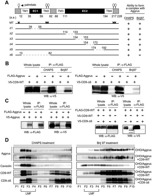 Figure 5. Identification of CD9 mutant forming a weak complex with Aggrus and the tetraspanin web. (A) Schematic representation of the generated CD9 mutants: shorter extracellular loop (EC1)–deletion mutant (Δ1: 39-56 deletion); longer extracellular loop (EC2)–deletion mutants (Δ2: 114-133 deletion; Δ3: 134-153 deletion; Δ4: 154-173 deletion; and Δ5: 174-192 deletion); TM1, EC1, and TM2 deletion mutant (Δ6: 13-82 deletion); and palmitoylation-deficient point mutant (MT: C9S, C78S, C79S, C218S, and C219S). (B) CHO cells were transiently transfected with V5-tagged CD9-WT (left panels) or CD9-Δ6 (right panels) together with or without FLAG-tagged Aggrus. After solubilization with 1% CHAPS or Brij 97, the FLAG-tagged Aggrus was immunoprecipitated with an anti-FLAG agarose. The immunoprecipitants were analyzed by Western blot with an antibody to V5 tag. (C) CHO cells were transfected with plasmid encoding nothing or FLAG-Aggrus together with V5-Aggrus (left panels). In some experiments, CHO cells were transfected with plasmids encoding V5-CD9-WT or V5-CD9-Δ6 together with FLAG-CD9-WT (right panels). These cells were solubilized with lysis buffer containing 1% CHAPS. After immunoprecipitation with an anti-FLAG agarose, the immunoprecipitants were analyzed by Western blot with antibodies to V5 or FLAG. (D) CHO cells were transiently transfected with FLAG-Aggrus expressing plasmid together with plasmids encoding nothing (CHO/Aggrus), V5-CD9-WT (CHO/Aggrus+CD9-WT), or V5-CD9-Δ6 (CHO/Aggrus+CD9-Δ6). Then, cells were solubilized in lysis buffer containing 1% CHAPS or Brij 97. Each cell lysate was centrifuged in sucrose gradients and fractioned. Then, each fraction was electrophoresed and analyzed by Western blot with antibodies to Aggrus, caveolin, FLAG tag, or V5 tag. LMFs were concentrated in fraction numbers 2 through 4 (F2-F4).