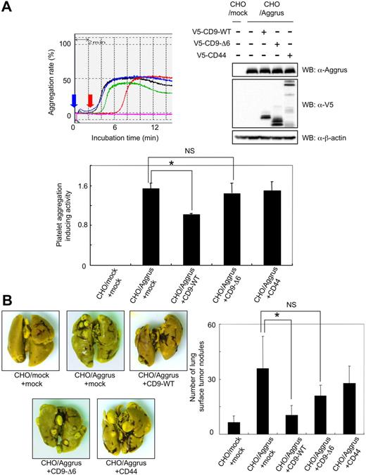 Figure 6. Effect of CD9-Δ6 expression on platelet aggregation and metastasis induced by forced expression of Aggrus. (A) CHO/mock and CHO/Aggrus cells were transiently transfected with vectors encoding nothing (mock), CD9-WT, CD9-Δ6, or CD44. The transfected polyclonal CHO/mock+mock (pink line), CHO/Aggrus+mock (black line), CHO/Aggrus+CD9-WT (red line), CHO/Aggrus+CD9-Δ6 (green line), and CHO/Aggrus+CD44 (blue line) cells were incubated with mouse PRP. The light transmittance was monitored for 15 minutes. Blue arrow indicates time when cells are added, and red arrow indicates time when platelet aggregation begins (top left panel). Platelet aggregation-inducing activity was calculated using the following formula: volume = W2 × L / 2, where W is the short diameter and L is the long diameter. Data are means plus or minus SD of triplicate experiments (bottom panel). *P < .05; NS indicates not significant by Student t test. Expression level of each protein was confirmed by Western blot with antibodies to Aggrus, V5 tag, or β-actin (top right panels). (B) CHO/mock+mock, CHO/Aggrus+mock, CHO/Aggrus+CD9-WT, CHO/Aggrus+CD9-Δ6, and CHO/Aggrus+CD44 cells were injected intravenously into BALB/c-nu/nu mice (n = 6). At 28 days after inoculation, the number of lung surface tumor nodules was counted. Representative pictures of the lungs (left panels) and detailed numbers of the lung metastasis nodules (right panel) are shown. Data are means plus or minus SD. *P < .05; NS indicates not significant by Student t test.