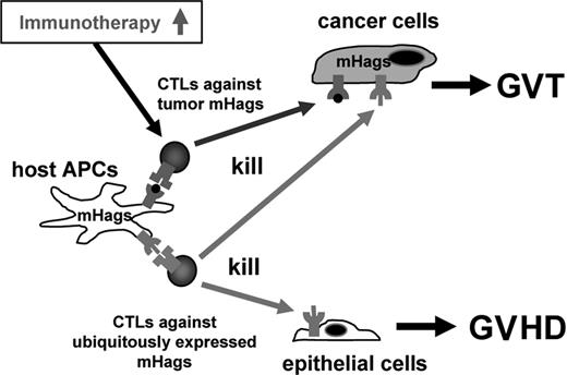Figure 6. Targeting solely mismatched tumor mHags boosts the GVT effect. HLA-matched patients and donors remain mismatched for multiple mHags. According to our working hypothesis, host-derived antigen presenting cells (APCs) persisting after allogeneic SCT induce an antihost response of donor T cells. Based on the mHag tissue distribution, the antihost response is dissected into a branch mediating only GVT effects and a branch mediating both GVT effects and GVHD. Our findings indicate that immunotherapy targeting only mismatched tumor mHags is sufficient to boost the GVT effect.