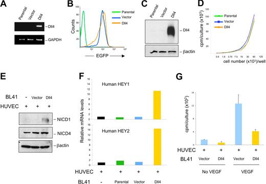 Figure 1. Dll4 transduced in tumor cells activates Notch signaling and inhibits endothelial cell proliferation. Delta-like 4 (Dll4) transduction in BL41 cells induced increased expression of Dll4 mRNA (A). Dll4 and vector-only transduced BL41 express EGFP detected by flow cytometry (B). Dll4 transduction induced increased expression of Dll4 protein detected by immunoblotting in BL41 lymphoma cells (C), without affecting BL41 proliferation (D). Dll4-BL41 cells induced Notch activation (E), HEY1/HEY2 expression (F), and inhibited VEGF (25 ng/mL)-induced proliferation (G) in cocultured HUVECs. Bars represent the mean plus or minus SEM (n = 3).