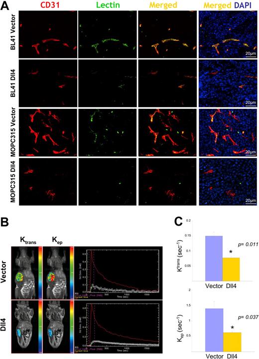 Figure 4. Reduced vascular perfusion in tumors overexpressing Dll4. CD31 immunostaining, lectin perfusion, and nuclear staining of DII4-overexpressing and control BL41 and MOPC315 tumors (A). Dynamic contrast-enhanced magnetic resonance imaging (DCE-MRI) in mice bearing Dll4 or control BL41 tumors: (B) Representative images showing tumor enhancement (blue = lowest, red = highest) and contrast kinetics (red line = arterial input; white line = kep, green line = Ktrans) of forward blood-plasma transfer to the tumor extravascular space (Ktrans) and reverse plasma transfer from the tumor extravascular space to the blood (kep); (C) Quantification of Ktrans and kep from DCE-MRI. Bars represent the mean plus or minus SEM (n = 3).