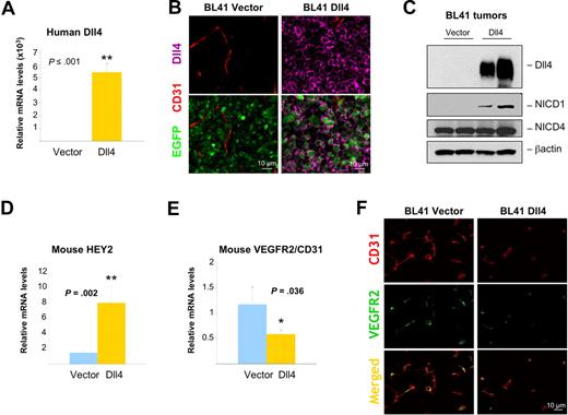 Figure 6. Notch activation and signaling in the tumor microenvironment of Dll4-overexpressing BL41 tumors. Persistent Dll4 overexpression in BL41 tumor tissues removed from the mice 6 weeks after injection: human Dll4 mRNA levels measured by real-time PCR (A) and human Dll4 protein (pink) detected by immunohistochemistry (B) and immunoblotting (C) with human-specific Dll4 antibodies; NICD1 and NICD4 were detected by immunoblotting (C). Mouse HEY2 (D) and VEGFR2 (E) mRNA levels measured by real-time PCR (mouse-specific probes) in tumor tissues of Dll4- and control-BL41 tumors. Mouse VEGFR2 mRNA levels are corrected for mouse CD31 mRNA levels. Bars represent the relative mean plus or minus SEM mRNA levels (n = 10 A,D,E). VEGFR2 (green) and CD31 (red) immunostaining in representative BL41 tumor sections (F).