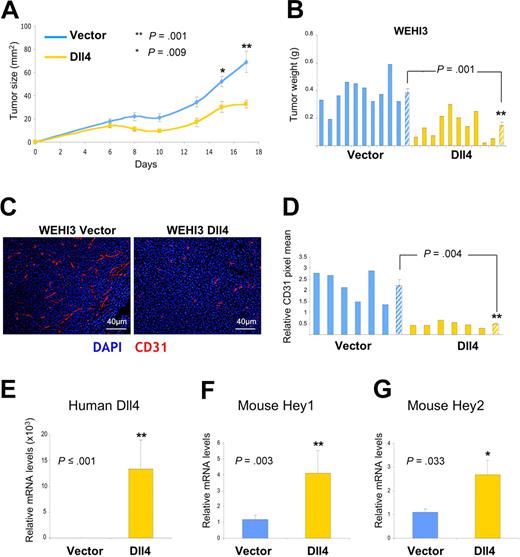 Figure 7. Effects of Dll4 overexpression in tumors resistant to VEGF blockade. Growth curves (A) and weight (B) of Dll4 and control WEHI3 tumors; tumors were removed 17 days after subcutaneous injection of WEHI3 cells in BALB/c mice. Solid bars represent individual tumor weights and striped bars represent group means plus or minus SEM (n = 10). Vasculature identified by immunohistochemical staining of mouse CD31 in representative WEHI3 tumors (C), and quantification of CD31 staining in individual tumor sections and group means (D). Solid bars reflect individual tumor sections and striped bars represent the mean plus or minus SEM (n = 6). Human Dll4 (E), mouse HEY1 (F), and mouse HEY2 (G) mRNA levels measured by real-time PCR in WEHI3 tumor extracts. Bars represent the relative mean plus or minus SEM mRNA levels (n = 10, E-G).
