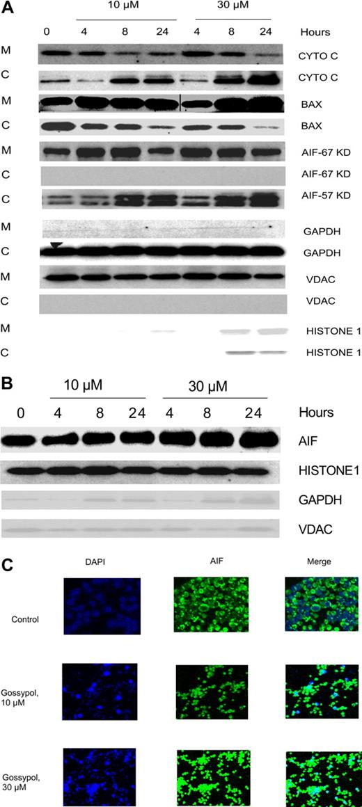 Figure 6. Effect of gossypol on release and translocation of proapoptotic proteins. (A) Gossypol induces the release of proapoptotic proteins in CLL primary cells. CLL primary cells were treated with 10 μM or 30 μM gossypol for indicated hours, and the expression of cytochrome c (CYTO C), BAX (in mitochondrial BAX, the last 3 lanes were spliced from the same gel which was originally loaded on the first 3 lanes. A vertical line is inserted to indicate a repositioned gel lane, and apoptosis-inducing factor (AIF) ∼57-kDa (amino acids-1-300) and AIF ∼67-kDa (amino acids 517-531) were analyzed. GAPDH, VDAC, and Histone 1 (cytosolic, mitochondrial, and nuclear loading controls, respectively) were evaluated by immunoblotting in cytosolic (C) and mitochondrial (M) fractions. Similar experiments were done in 5 patients, and the immunoblot from 1 representative patient is provided. (B) Translocation of AIF to the nucleus in gossypol-treated CLL primary cells. CLL primary cells were treated with 10 μM or 30 μM gossypol for 4, 8, and 24 hours, and the expression of AIF (the last lane is spliced from the same gel which was originally loaded on lane 8) was analyzed in the nuclear fraction by immunoblotting. GAPDH, VDAC, and histone 1 (cytosolic, mitochondrial, and nuclear loading controls, respectively) were used as loading controls. (C) CLL primary cells were incubated with 10 μM and 30 μM gossypol for 24 hours, stained with anti-AIF antibody, and then subjected to fluorescent staining with DAPI (nuclear staining, blue) and FITC-conjugated secondary antibody (green), and the images were captured on confocal microscopy.