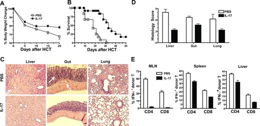 Figure 5. Adding back of IL-17 to recipients given IL-17−/− donor cells ameliorated acute GVHD. (A,B) Recipients given spleen (2.5 × 106) and TCD-BM cells (2.5 × 106) from IL-17−/− donor cells were injected intraperitoneally with recombinant IL-17 (0.3 μg/mouse) on days 0, 3, and 7 after HCT. Body weight change and survival curves are shown. There were 12 recipients in each group; 3 replicated experiments were combined. (C,D) Histopathology of liver, gut, and lung of recipients treated with PBS or IL-17 13 days after HCT. Arrow points to the necrosis area in liver and infiltrated epithelial and lamina propria areas in gut of recipients given PBS treatment only. One representative of histopathology and mean (± SE) of histology score of 6 examined recipients in each group is shown. (E) Mean (± SE) of the percentage of donor-type IFN-γ+CD4+ or CD8+ T cells in MLN, spleen, and liver of recipients treated with IL-17 or PBS 13 days after HCT. There were 4 recipients in each group.