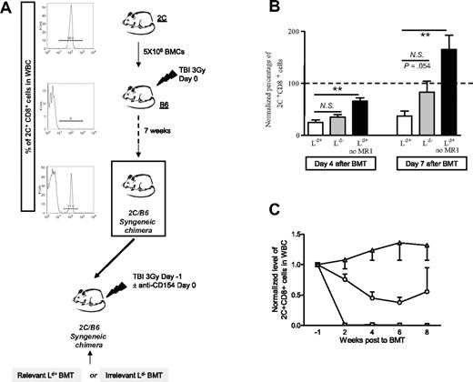 Figure 1. Generation of 2C/B6 syngeneic chimeras. (A) B6 mice received 3 Gy TBI and 5 × 106 syngeneic 2C BMCs. Seven weeks later, the presence of 2C cells among peripheral blood CD8 cells of the recipient mice was analyzed by FCM analysis using anticlonotypic mAb 1B2. Histograms show 1B2 staining on gated CD8+ WBCs. These 2C/B6 syngeneic chimeras then received 3 Gy TBI on day − 1 and allo-BM transplant on day 0. 2C/B6 mice received a transplant of either Ld+ (B10.A) or Ld− (A.SW or B10.S) BM and were injected with anti-CD154 on day 0 or received Ld+ (B10.A) BM without anti-CD154 (MR1). (B) Normalized mean (± SEM) percentage of 2C cells among splenic CD8 cells at 4 and 7 days after allogeneic BMT. A value of 100% was given to the percentage of 2C CD8+ T cells in the blood 1 week prior to allogeneic BMT, and the percentage of 2C CD8+ T cells in the spleen on days 4 and 7 was normalized to this value. Statistical analyses were performed with a Mann-Whitney U test to compare the “Ld+ group” with the “Ld− group” or the “Ld+ group” with the “Ld+ no MR1 group”: ** indicates P < .005; NS, not significant. Two experiments are shown for the day-4 analysis (n = 2-5 animals/group/experiment) and 3 experiments are shown for the day-7 analysis (n = 3-5 animals/group/experiment). (C) Time course of 2C deletion in peripheral WBCs. A value of 1 was given to the percentage of 2C CD8+ T cells in the blood 1 week prior to allogeneic BMT. The percentage of 2C+CD8+ cells among WBC CD8 cells was then analyzed every 2 weeks and normalized to the value before BMT. The mean (± SEM) is presented. □ indicates recipients of Ld+ (B10.A); ○, recipients of Ld− (B10.S); and ▵, recipients of Ld+ (B10.A) BMCs without anti-CD154.