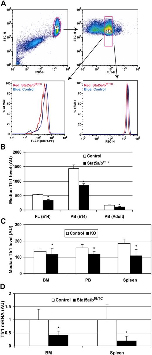 Figure 3. Decreased Tfr expression in the absence of STAT5A/B. Transferrin receptor expression in control and Stat5a/b mutant Ter119-positive cells and (A-C) transferrin receptor mRNA expression in Stat5a/bf/f; TC and control adult mice (D). (A,B) Gated Ter119-positive cells were analyzed for fluorescence of an α-CD71 (Tfr1) antibody in fetal liver and adult bone marrow and spleen cells. Peripheral blood data were generated by double staining with the α-CD71 antibody and thiazole orange dye, which stains RNA and can be used to isolate reticulocytes of a narrow age range as the amount of RNA changes significantly during maturation. (A) Representative data from 8 adult peripheral blood analyses. Top panels show the gate for thiazole orange–positive cells (right) in the whole red blood cell population (left panel). (B) Quantification of Tfr1 protein levels, expressed as the median measurements of α-CD71 fluorescence. E14 data were generated from Stat5a/b−/− embryos. n = 10 in each group. Adult data were generated from Stat5a/bf/f; TC mice. n = 6 for each group. (C) Quantification of Tfr1 protein levels in mice that received a transplant of control or Stat5a/b−/− fetal liver cells, expressed as the median measurements of α-CD71 fluorescence. n = 5 for each group. FL indicates fetal liver; PB, peripheral blood; and BM, bone marrow. *P < .05 compared with control mice. Error bars represent SEM. (D) Total RNA was extracted from Ter119-positive cells isolated from bone marrow and spleen. Tfr1 expression levels in control mice are set to 1. n = 3 in control group; n = 4 in Stat5a/bf/f; TC group. *P < .05 compared with control mice. Error bars represent SEM.